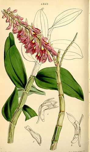 Dendrobium secundum